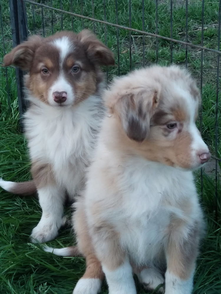 chiots berger australien 650 18250 Neuilly-en-sancerre