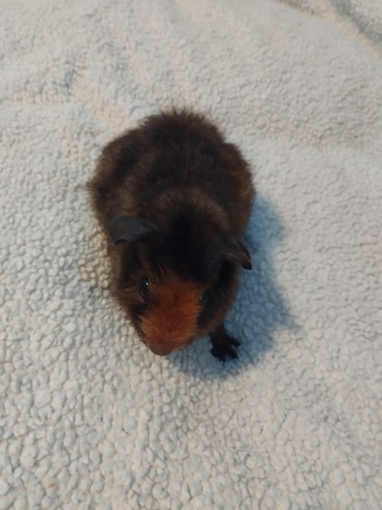 Cochon d'inde 20 35730 Pleurtuit