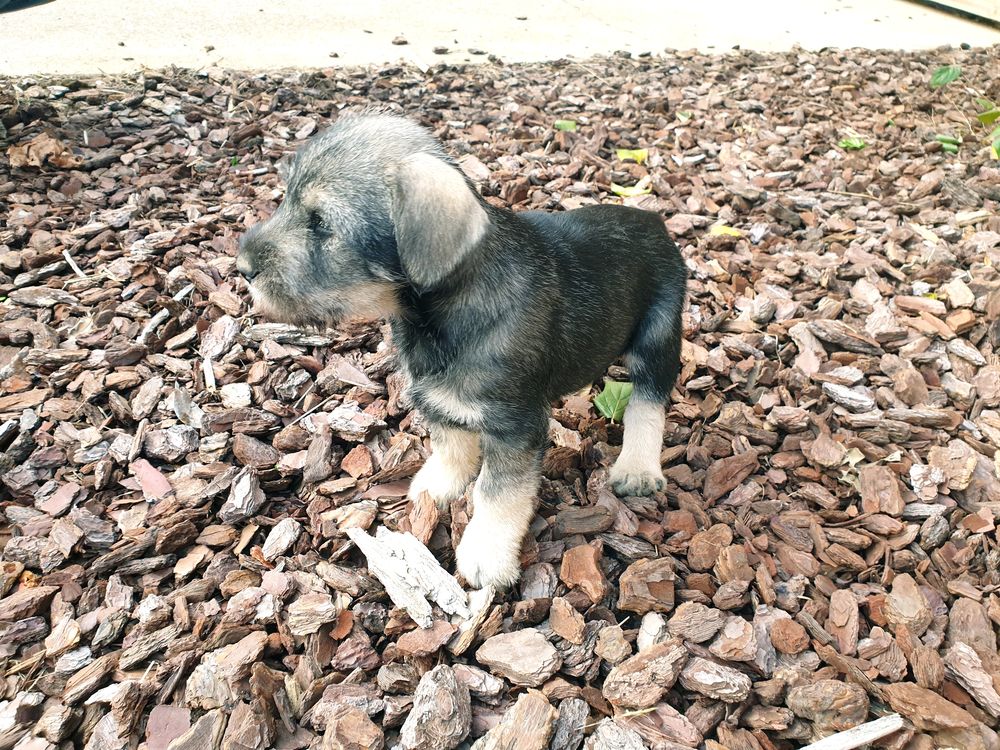 Chiot schnauzer moyen poivre et sel 0 67690 Hatten
