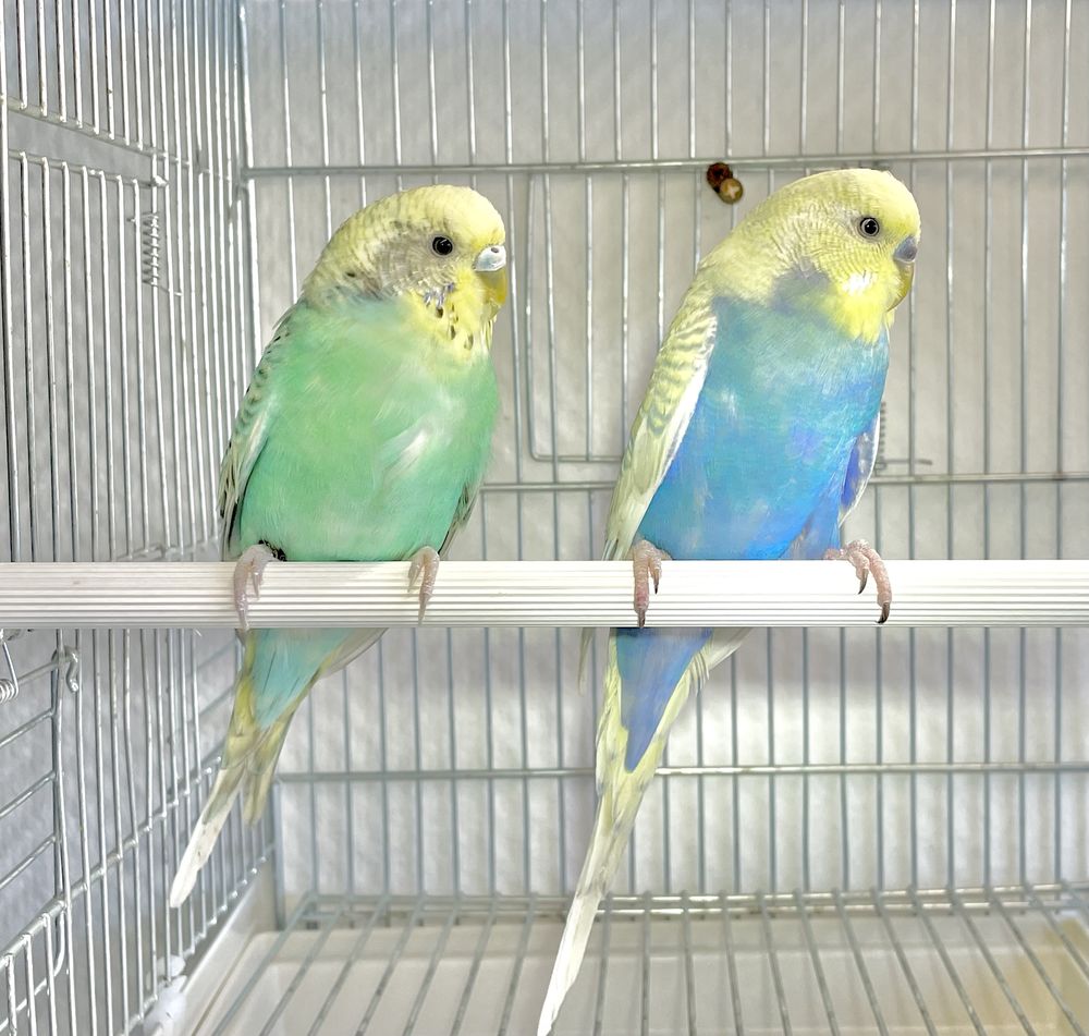 Tr&egrave;s Belle Perruche Ondul&eacute;e S&eacute;lectionner Adultes de 2025 39 94450 Limeil-br�vannes