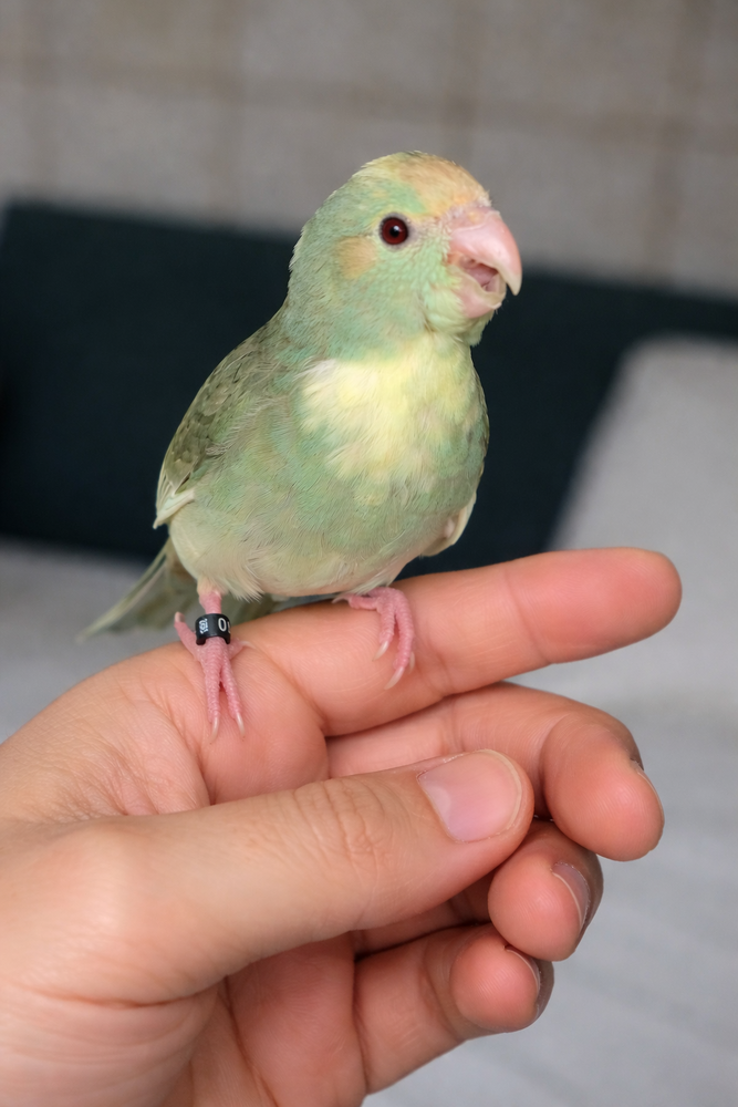 Kakariki eam apprivoiser 70 31000 Toulouse