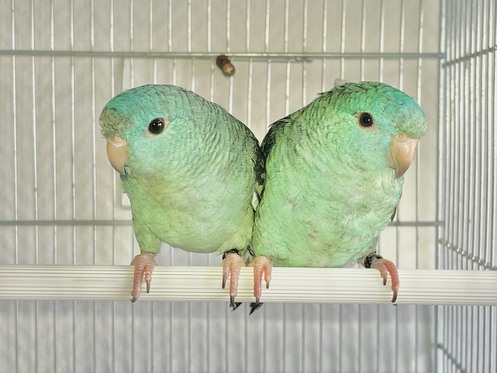 Tr&egrave;s Beau Couple Form&eacute; De Perruche Catherine Bleu Bagu&eacute; 2025 149 94450 Limeil-br�vannes