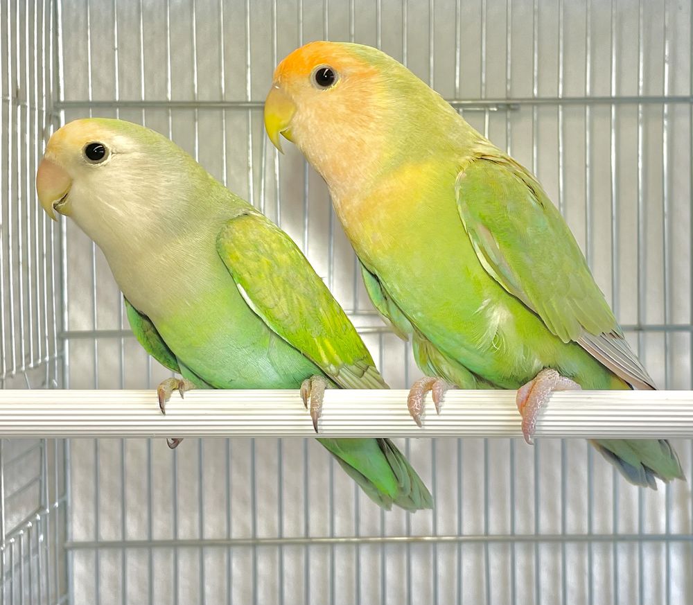 Tr&egrave;s Beaux Couples Form&eacute;s D'ins&eacute;parables Roseicolis  Adultes 120 94450 Limeil-br�vannes