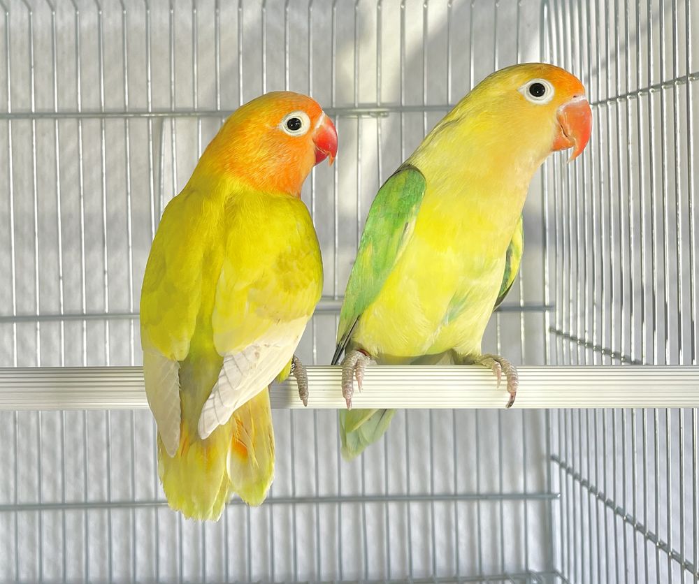 Tr&egrave;s Beaux Couples Form&eacute;s D'ins&eacute;parables De Fischer Adultes 120 94450 Limeil-br�vannes