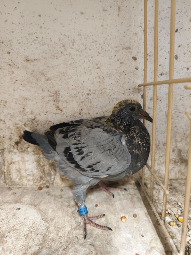 Pigeons voyageurs 2026 20 62890 Tournehem-sur-la-hem