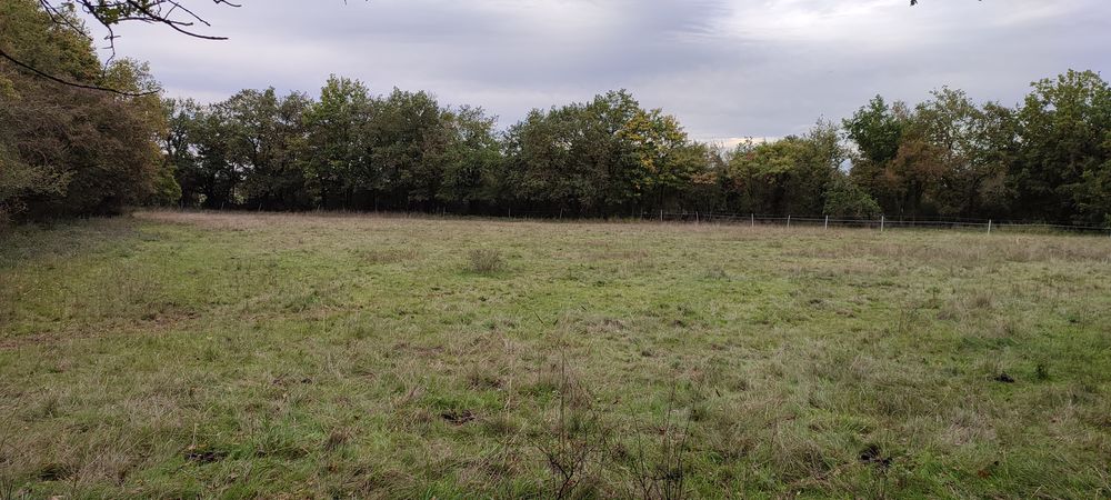 Propose 1 hectare de prairie 85 49140 Villev�que
