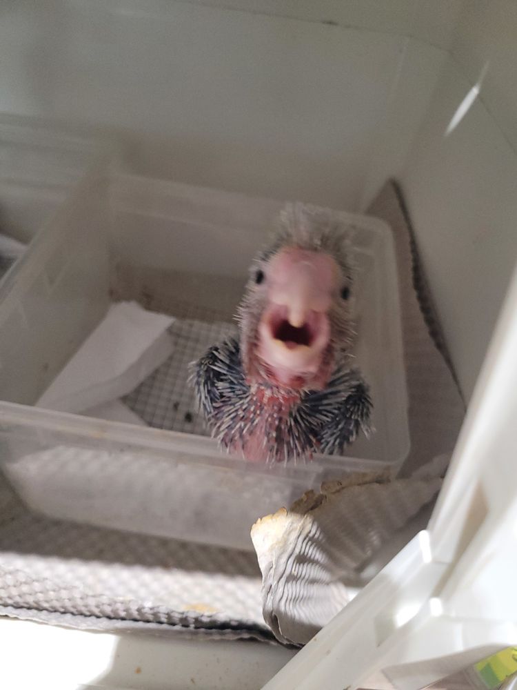 ROSALBIN  ET ECLECTUS   2026 950 30700 Saint-quentin-la-poterie