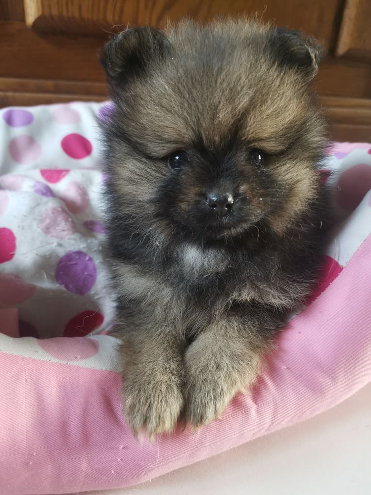 chiot m&acirc;le n&eacute; le 01f&eacute;vrier 26 dispo d&eacute;but avril
1500 76460 Saint-valery-en-caux