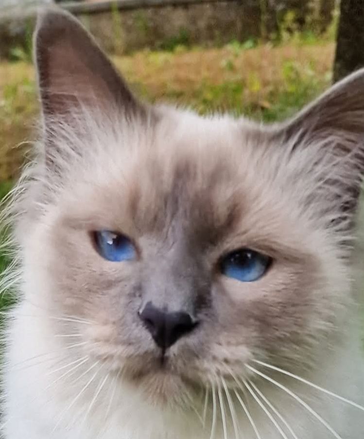 Magnifique Sacr&eacute; de Birmanie m&acirc;le blue point LOOF 500 38110 Saint-clair-de-la-tour