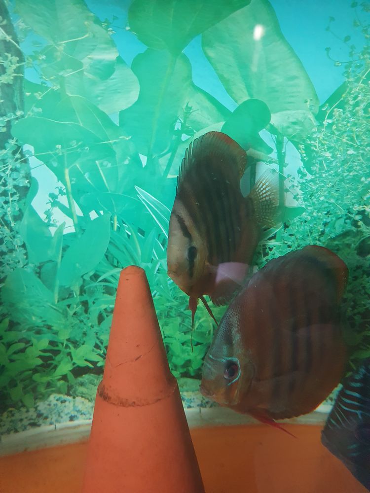 Couple Discus Alenquer 1 54110 R�m�r�ville