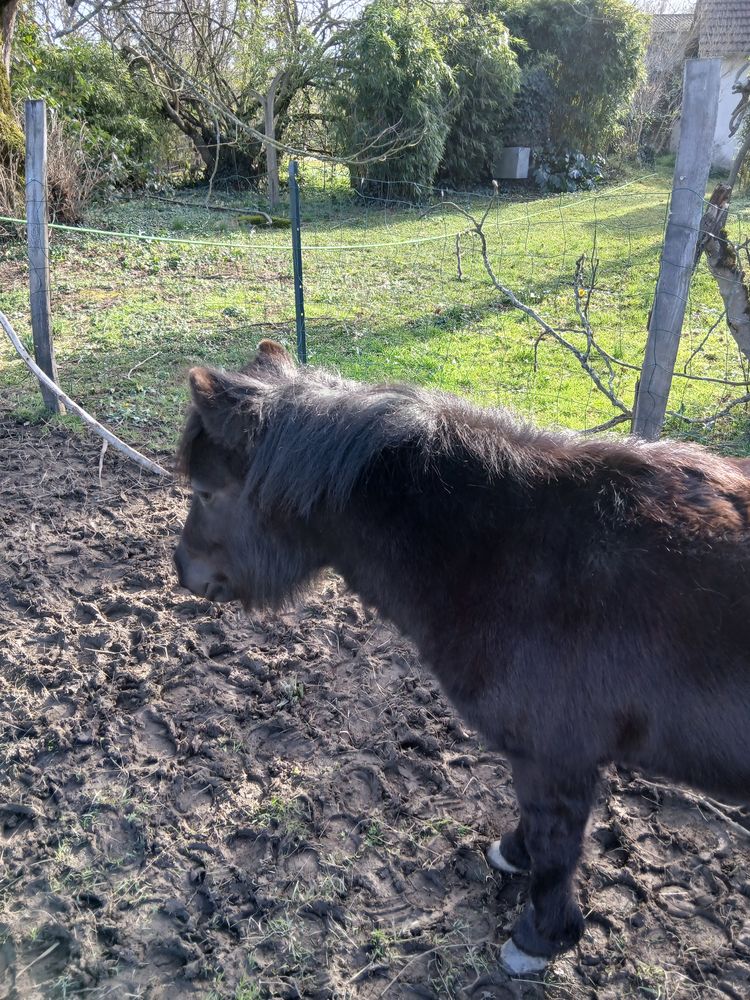 Poney shetland 500 65350 Cabanac