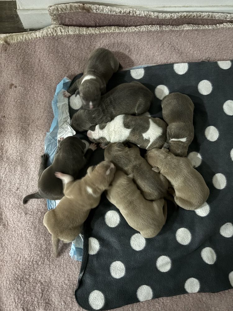 Chiot am&eacute;ricain Bully 1200 57380 Guessling-h�mering