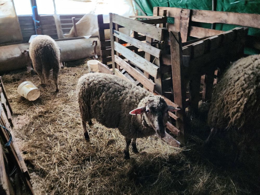 A r&eacute;server agneaux 30kg 0 15110 Fridefont