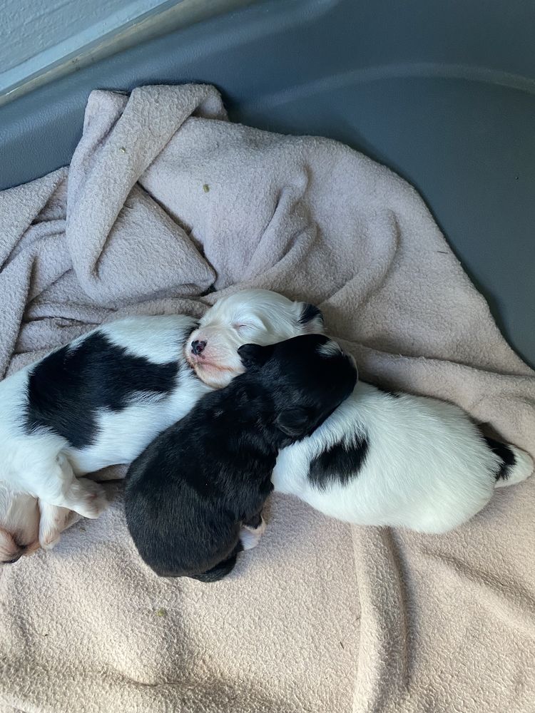 Chiots bichons maltais crois&eacute;s yorkshire 400 97120 Saint-claude