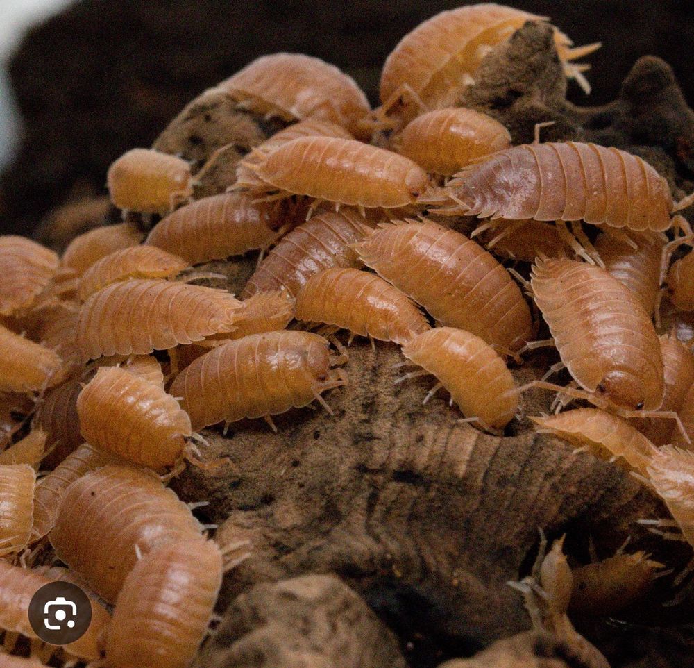 porcelios laevis Orange 10 54460 Liverdun