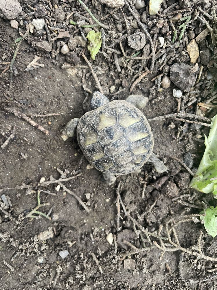 Tortue de terre 0 84000 Avignon