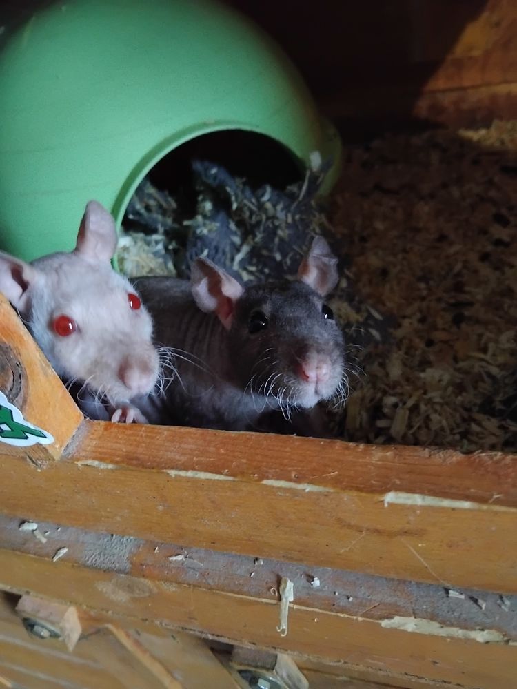 Rats domestique  appel&eacute; rats sans poil  ne en en novembre 5 62610 Ardres