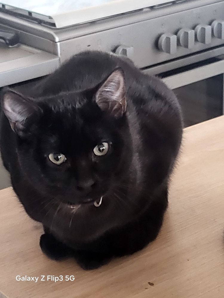 Donne chat m&acirc;le  noir  tr&egrave;s fort caract&egrave;re i
0 64600 Anglet