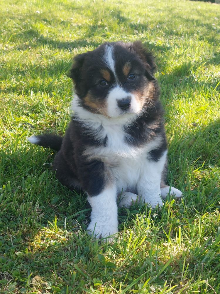 Chiots berger Australien LOF 900 31160 Aspet