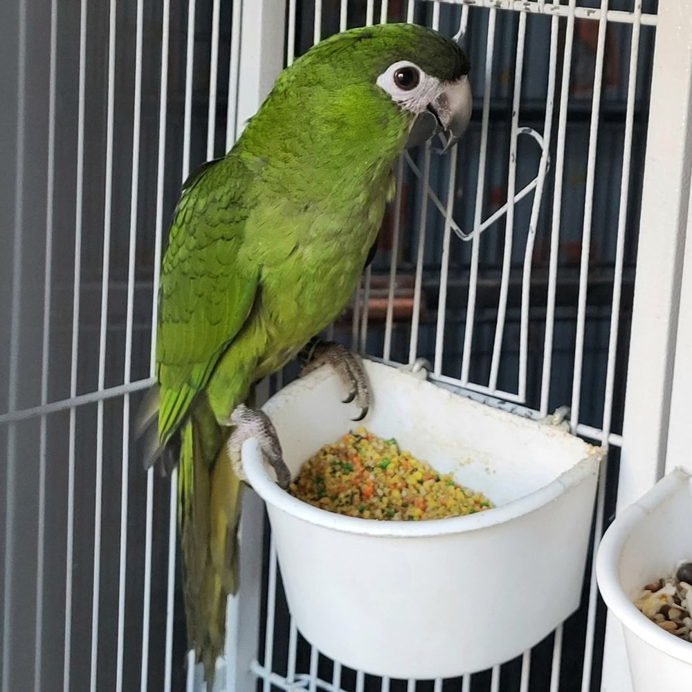 Jeunes Aras Noble 2025 300 16200 Julienne