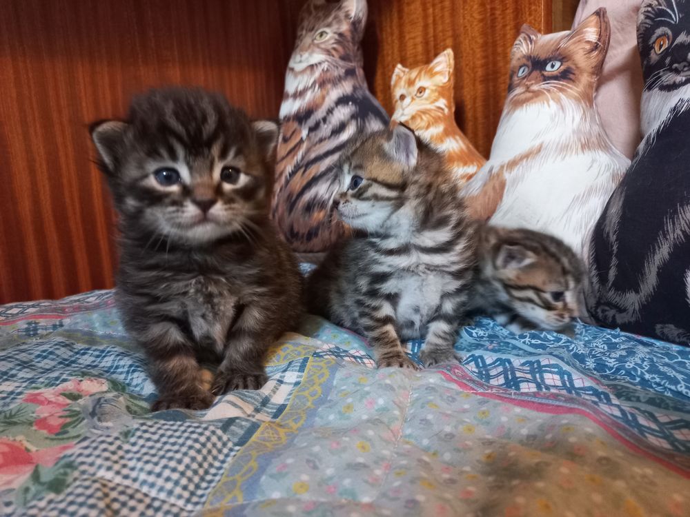 CHATON  A  RESERVER-CHAT 0 93370 Montfermeil