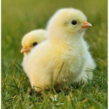poussins 0 93800 �pinay-sur-seine