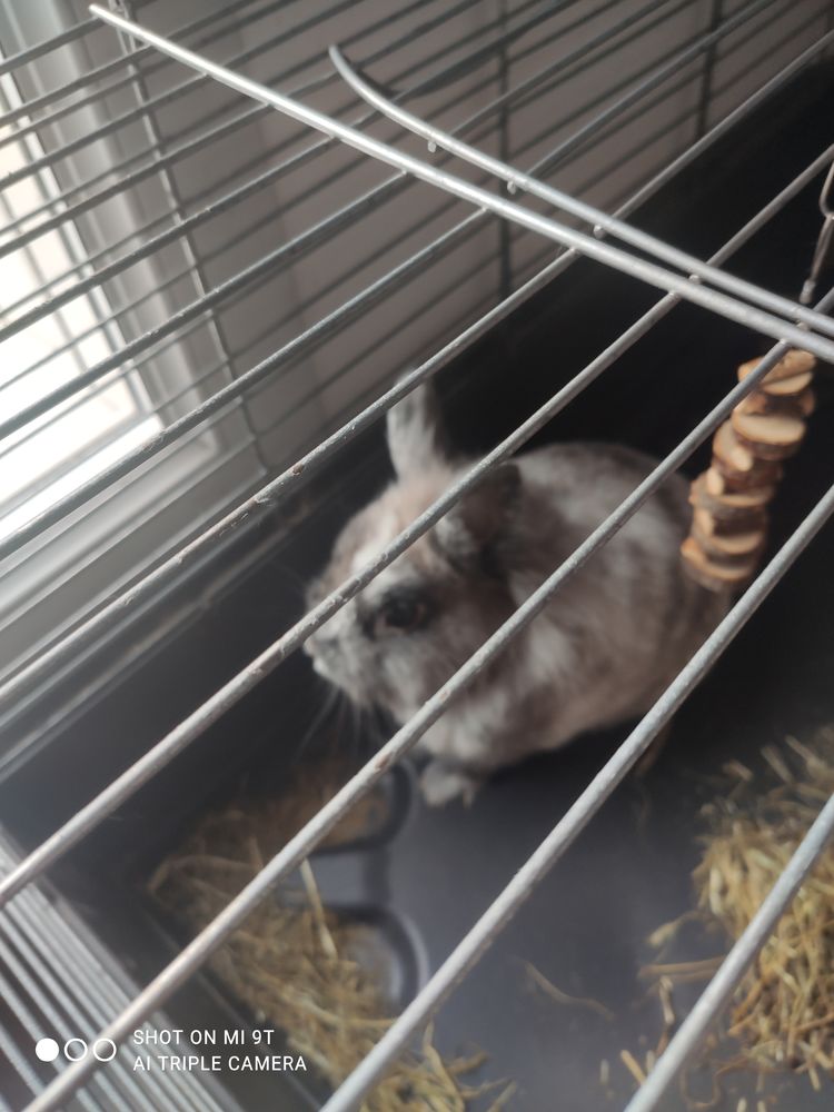 Lapin angora gris clair. 65 93190 Livry-gargan