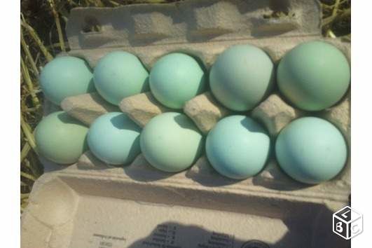 Oeufs de poules de Bavi&egrave;re f&eacute;cond&eacute;s &agrave; couver 2 68270 Wittenheim