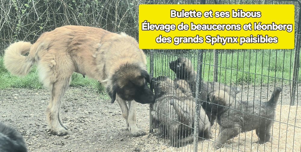 CHIOTS LEONBERG LOF 1800 � 1800 47800 Miramont-de-guyenne