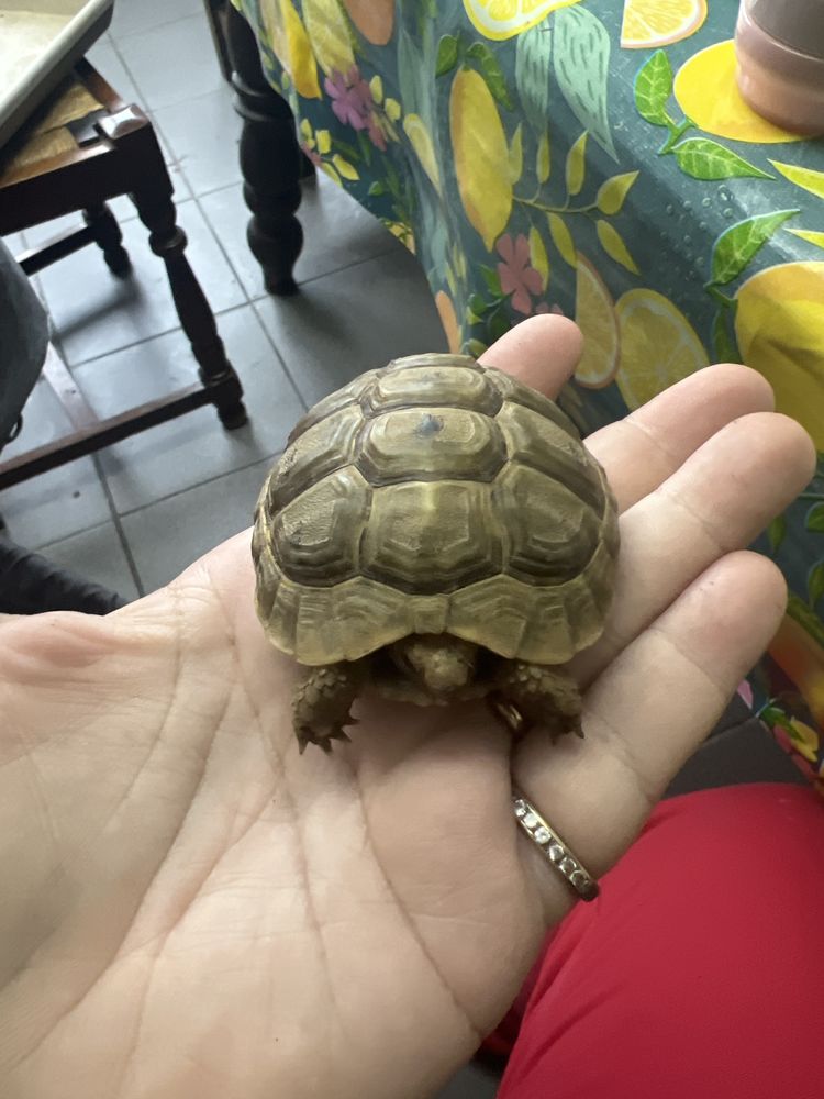 Tortue femelle greca 4 ans &eacute;change contre femelle herman du 0 11200 Bizanet