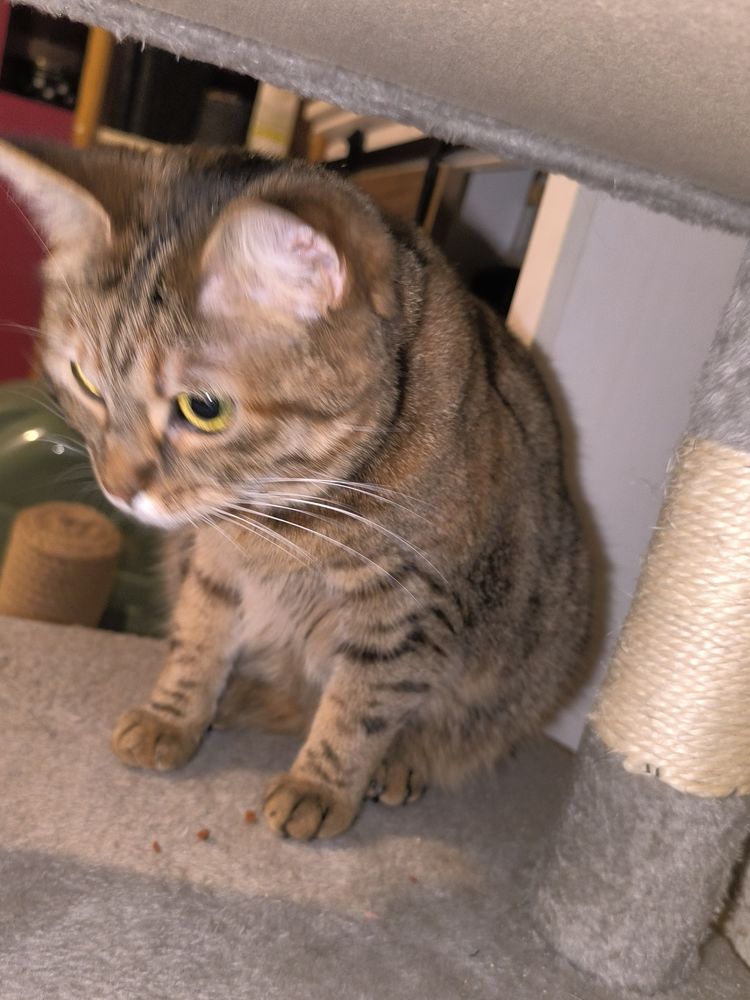 Donne Minette cause allergie 0 30190 Saint-geni�s-de-malgoir�s