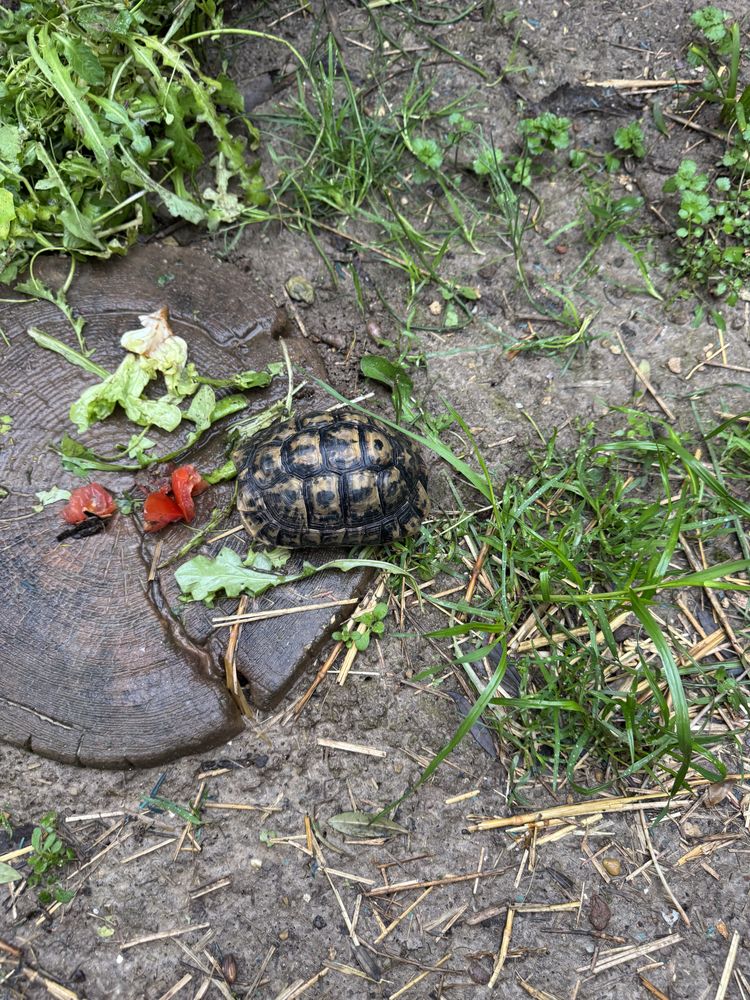 Tortue terrestre 60 30210 Remoulins