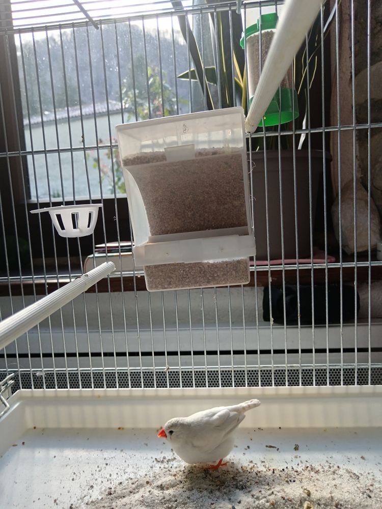 Mandarins diamants 0 31160 Arguenos