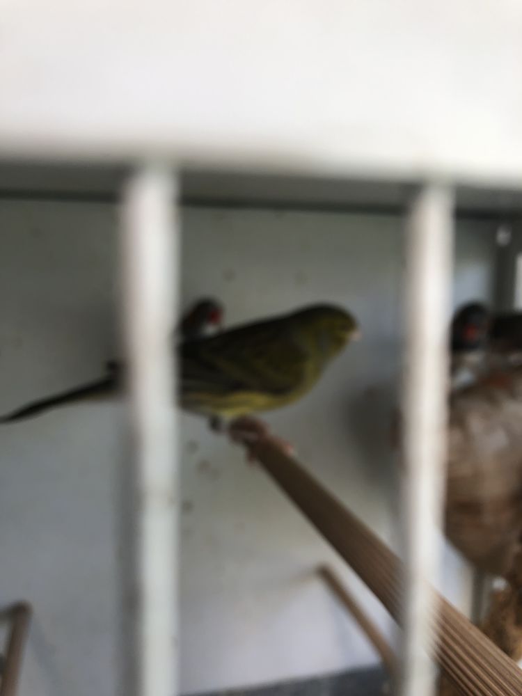 Canaris 20 17120 Semussac