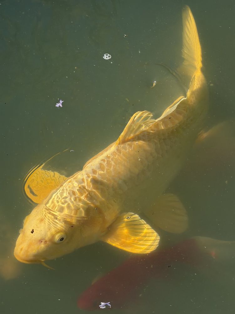 Poisson koi 200 65330 Bonrepos