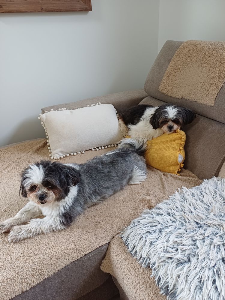 Suite s&eacute;paration fais don de deux femelles shitzu de 4ansle 0 44320 Saint-viaud