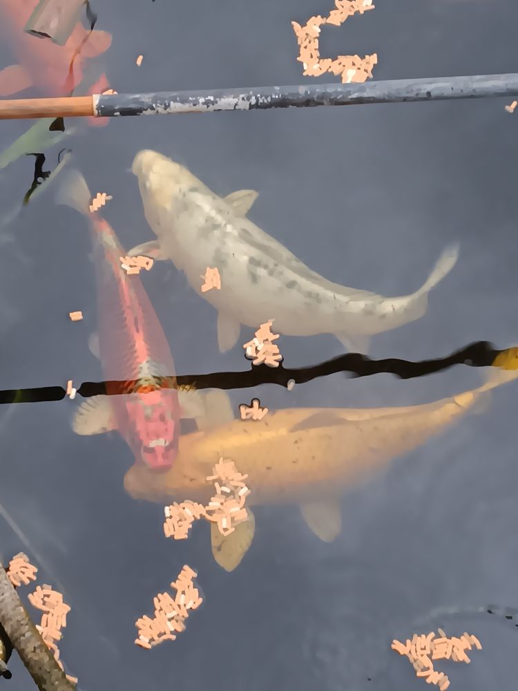 Carpe koi 150 11120 Saint-marcel-sur-aude