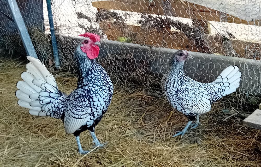 Poule coq  Sebrigjt 35 32500 Fleurance