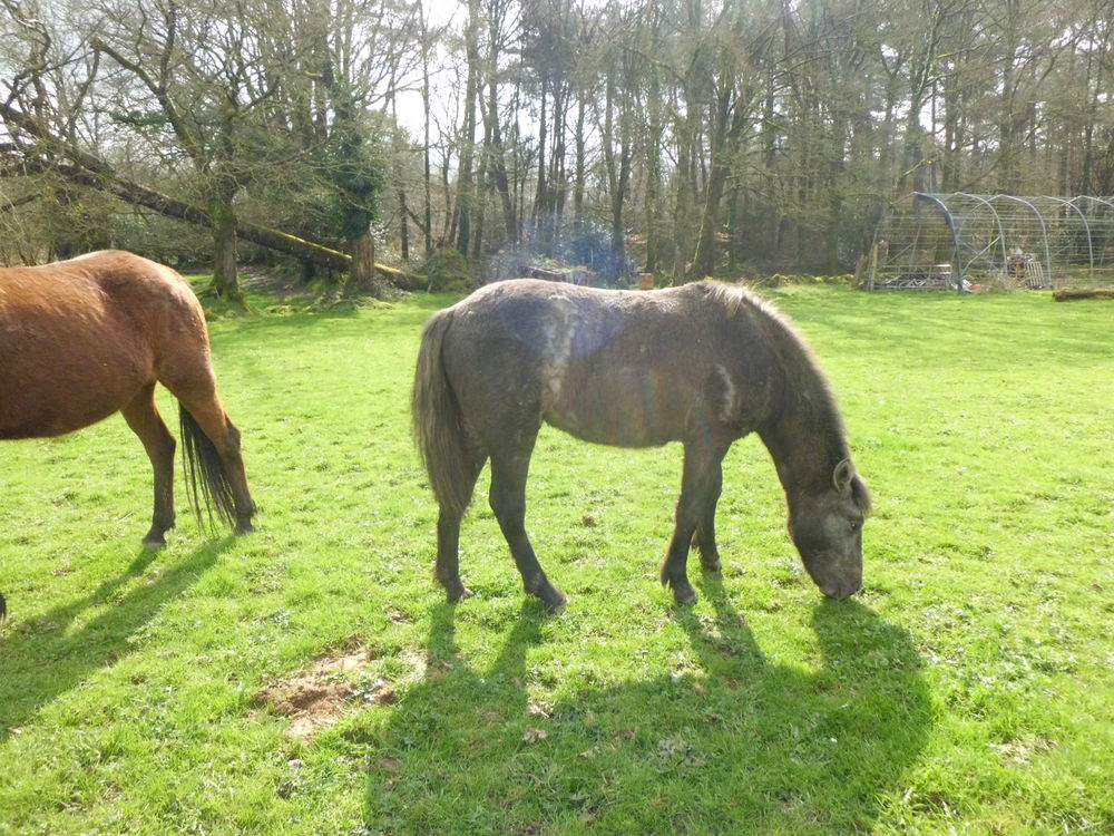 pouliche  camargaise pleins papiers tr&egrave;s douce 
1800 56250 Tr�dion