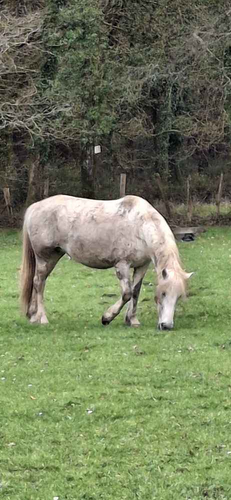 jument pure camargue  douce 2500 56250 Tr�dion