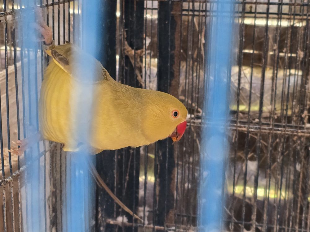 Femelle perruche a collier 120 77240 Vert-saint-denis