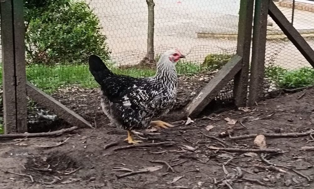 Poules pondeuses 12 95680 Montlignon