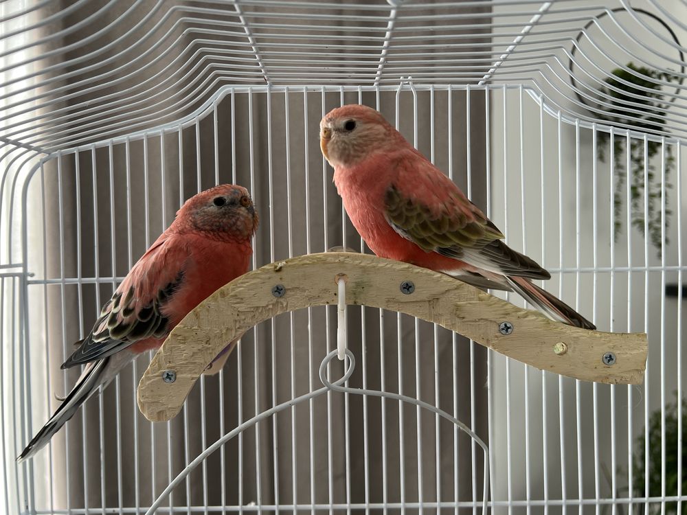 Perruches Bourkes femelle et male 60 66200 Al�nya