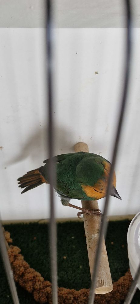 Pape de Noum&eacute;a 35 31220 Le plan