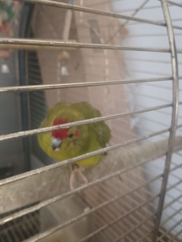 Kakariki 70 40700 Hagetmau