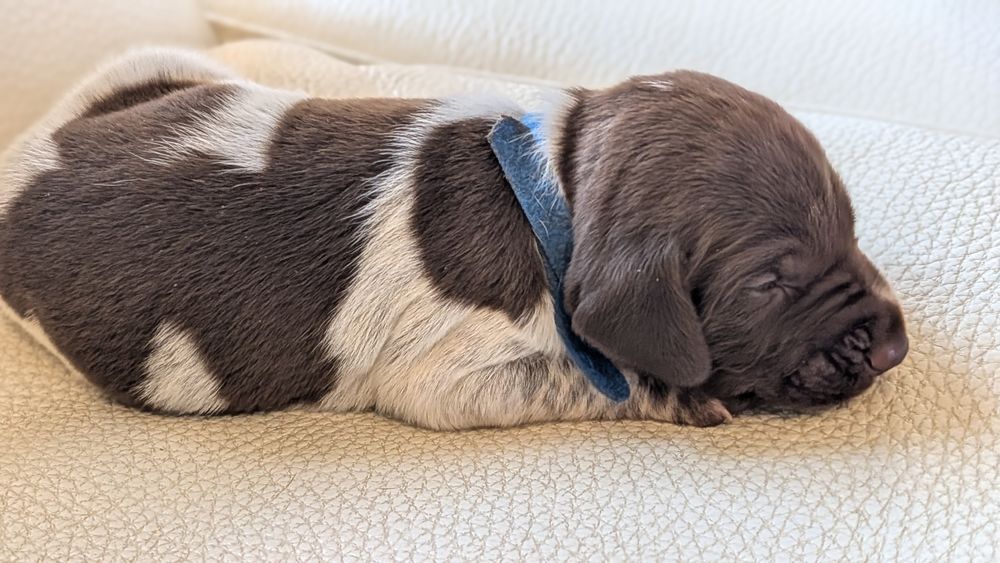 chiots Braque Allemand 800 59114 Steenvoorde