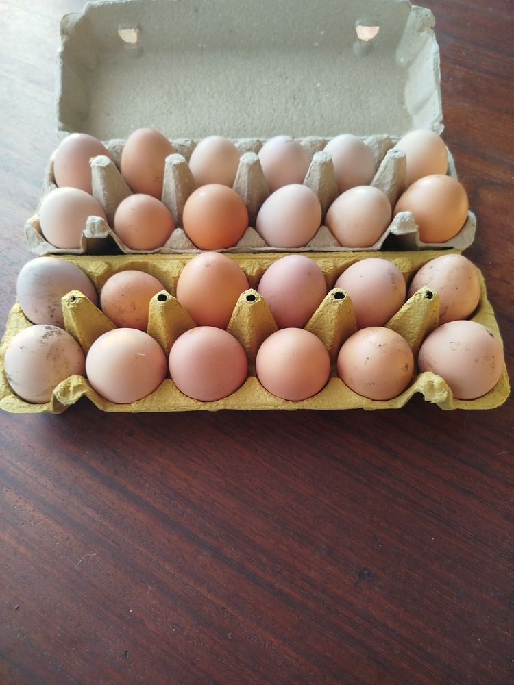 Oeufs de poules 3 36200 Chavin