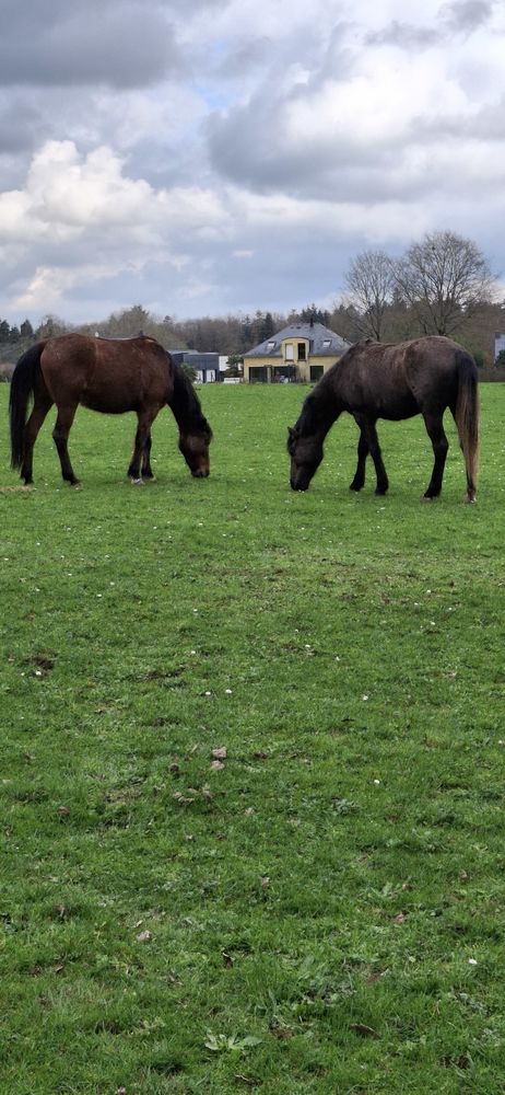 juments camargaise et trotteuse m&egrave;re et fille 3000 56250 Tr�dion