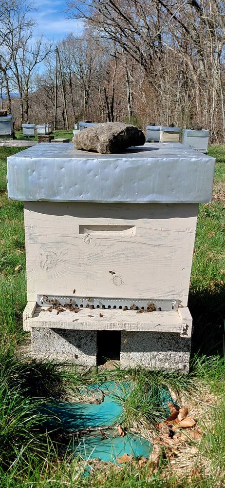 Ruches peupl&eacute;es 180 15400 Trizac