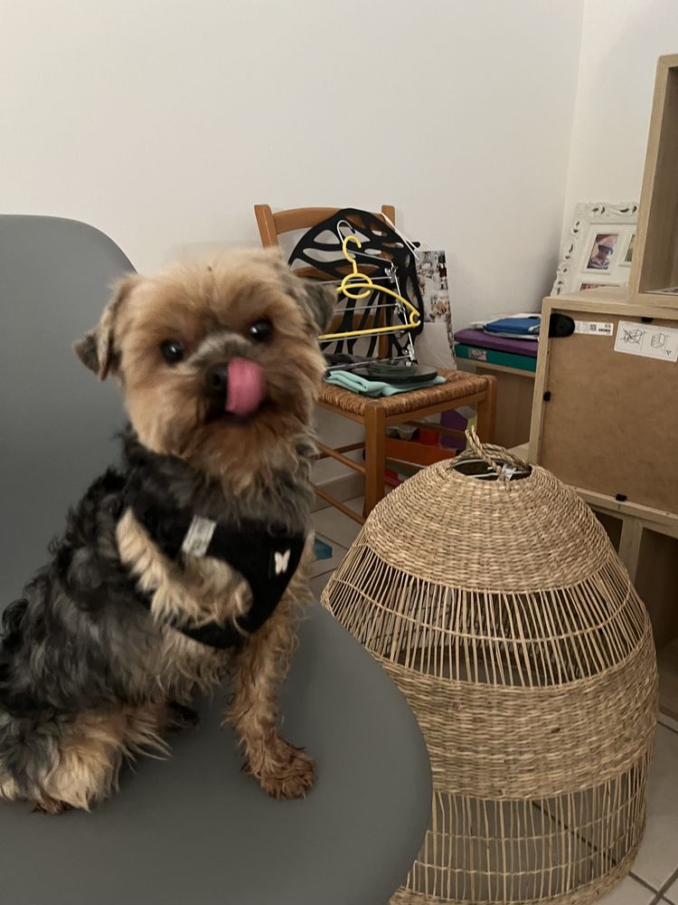 SAILLIE YORKSHIRE 200 07200 Saint-sernin